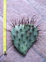 Opuntia phaeacantha var. major (n.1 pala) 15-25 cm, cactus, pianta grassa winter hard, resistente fino a -20°C