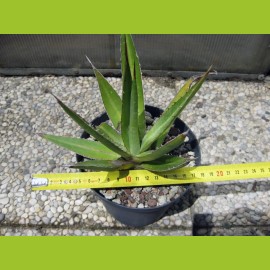 Agave funkiana var. forma azul 20 cm, cactus, planta suculenta