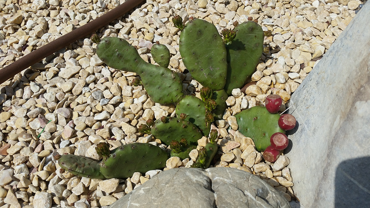 F147 Fioritura 2018 Opuntia humifusa