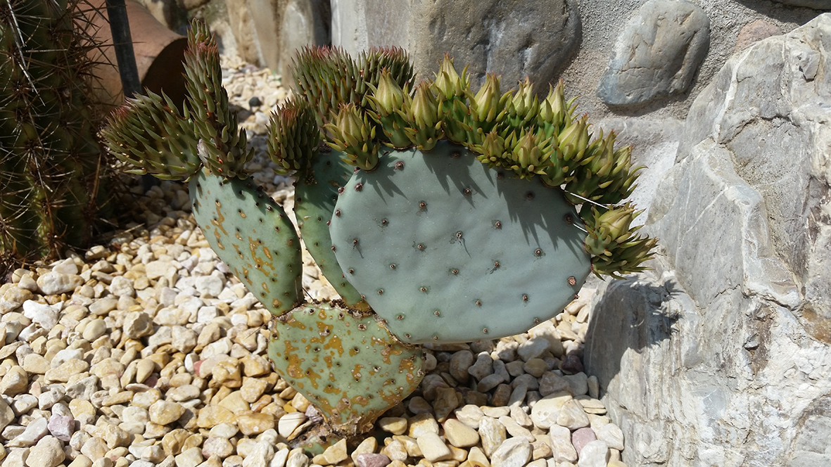 F148 Fioritura 2018 Opuntia violacea