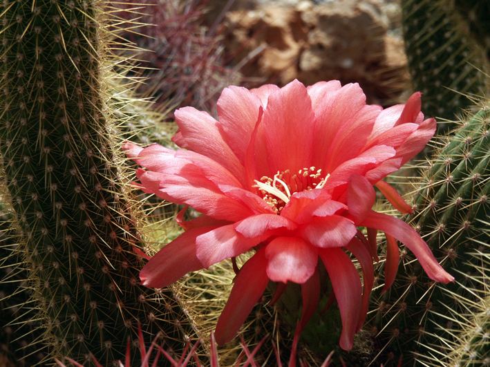 Cactus finto POTOSI, verde, 20cm