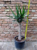 Yucca elephantipes ramificata, tronchetto della felicità 90 cm, cactus, pianta grassa