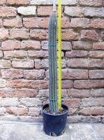 Cleistocactus buchtienii 60 cm, cactus, pianta grassa