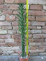 Austrocylindropuntia subulata 70 cm, cactus, pianta grassa