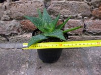Aloe saponaria 20 cm, cactus, pianta grassa
