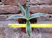 Agave americana var. marginata 20 cm, cactus, pianta grassa winter hard, resistente fino a 0° C