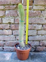 Trichocereus huascha 40 cm, cactus, pianta grassa