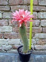 Trichocereus huascha 30 cm, cactus, pianta grassa