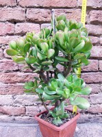 Crassula portulacea 50 cm, cactus, pianta grassa