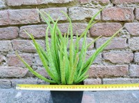 Aloe vera var. chinensis caespitosa 30 cm, cactus, pianta grassa