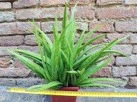 Aloe vera var. chinensis caespitosa 40 cm, cactus, pianta grassa