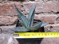 Agave nigra 10 cm, cactus, pianta grassa winter hard, resistente fino a -10° C