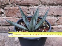 Agave nigra 15 cm, cactus, pianta grassa winter hard, resistente fino a -10° C