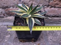 Agave lophanta var. quadricolor 15 cm, cactus, pianta grassa