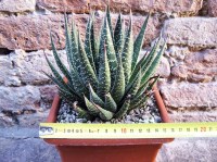 Gasteraloe beguinii 15 cm, cactus, pianta grassa