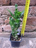 Crassula hobbit 20 cm, cactus, pianta grassa