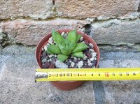 Haworthia cymbiformis 6 cm, cactus, pianta grassa