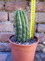 Trichocereus lamprochlorus 15 cm, cactus, pianta grassa