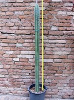 Trichocereus pachanoi 150 cm, cactus, pianta grassa
