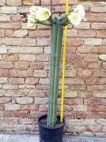Trichocereus pachanoi 100 cm, cactus, pianta grassa