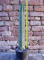 Trichocereus pachanoi 50 cm, cactus, pianta grassa