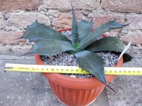 Agave ferox 30 cm, cactus, pianta grassa