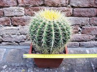 Echinocactus grusonii 25 cm, cactus, pianta grassa