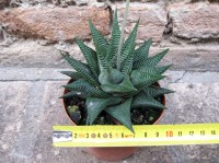 Haworthia limifolia 10 cm, cactus, pianta grassa