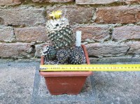 Copiapoa umilis caespitosa 12 cm, cactus, pianta grassa