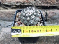 Copiapoa tenuissima 4 cm, cactus, pianta grassa