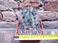 Copiapoa alticostata 5 cm, cactus, pianta grassa