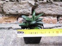 Gasteria pulchra caespitosa 6 cm, cactus, pianta grassa