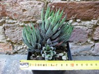 Haworthia radula caespitosa 10 cm, cactus, pianta grassa