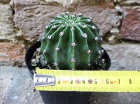 Echinopsis oxygona hybrid. fiore bianco 6 cm, cactus, pianta grassa