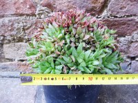 Haworthia turgida caespitosa 16 cm, cactus, pianta grassa