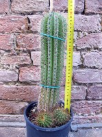 Trichocereus grandiflorus hybrid. ramificato spina corta fiore bianco 30 cm, cactus, pianta grassa