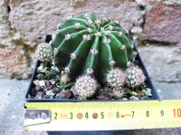 Echinopsis oxygona caespitosa hybrid. fiore fuxia 8 cm, cactus, pianta grassa