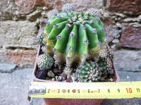 Echinopsis oxygona caespitosa hybrid. fiore fuxia 10 cm, cactus, pianta grassa