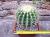 Echinocactus grusonii 15 cm, cactus, pianta grassa