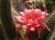 Trichocereus huascha 10 cm, cactus, pianta grassa