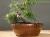 Vaso da coltivazione con pomelli per tiranti in plastica Air Pruning per bonsai 27x27x10 cm - 5 lt (Tie Pots) - TP27