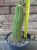 Trichocereus huascha 20 cm, cactus, pianta grassa